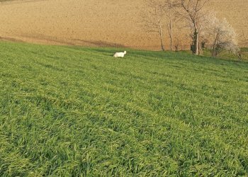 Agricultural land Chieri - photo 5