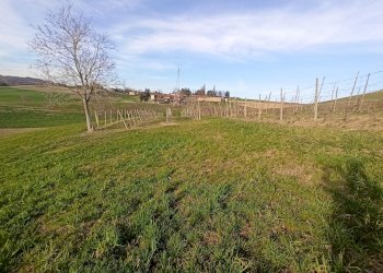 Agricultural land Chieri - photo 7