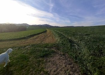 Agricultural land Chieri - photo 8