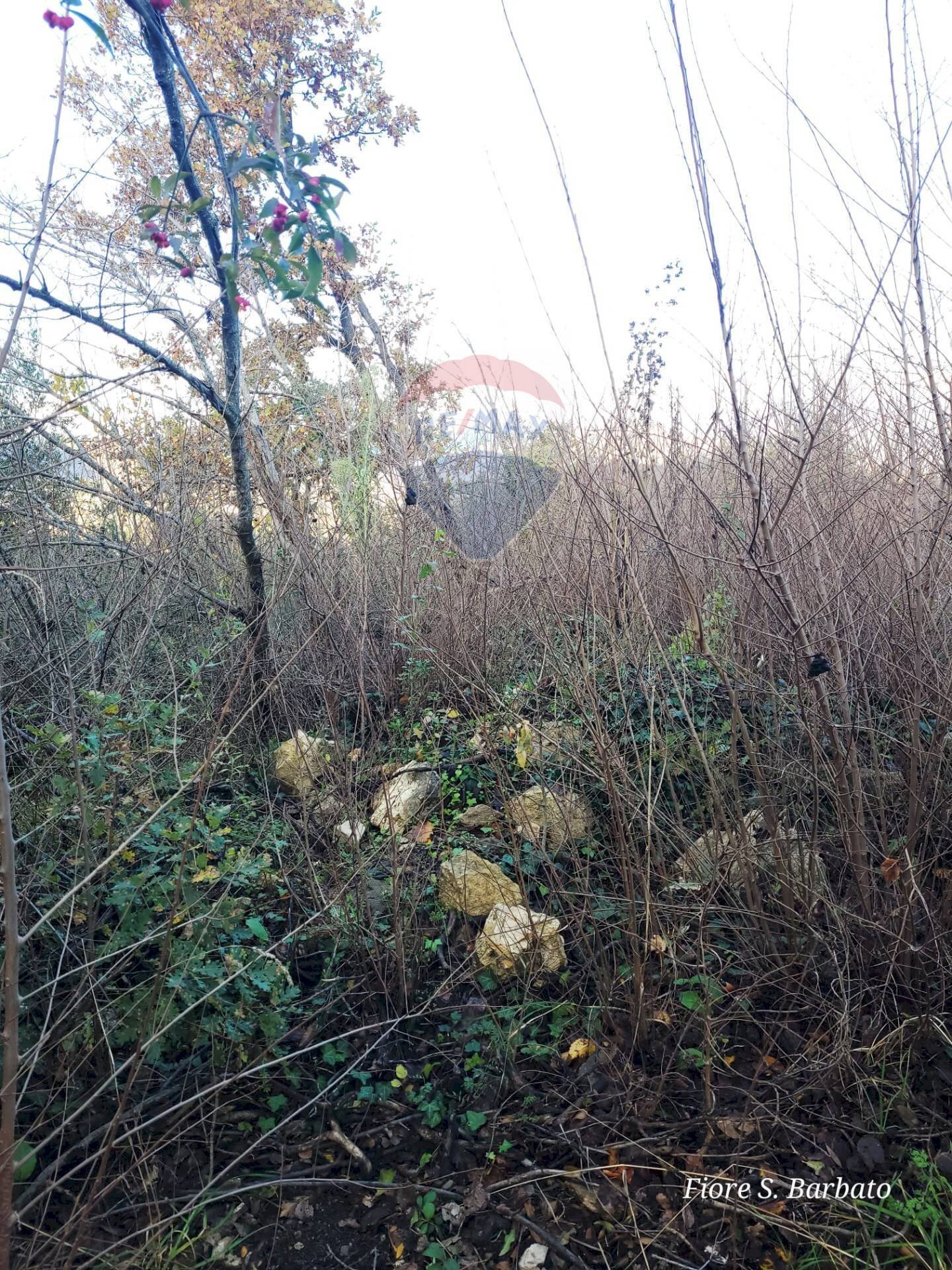 Terreno agricolo Località due strade, Pietrastornina - foto 3