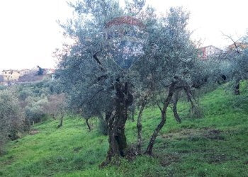 Terreno agricolo Località due strade, Pietrastornina - foto 2