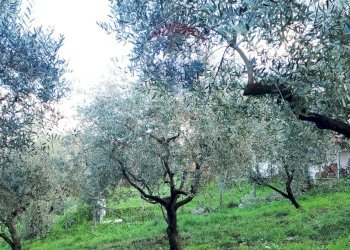 Terreno agricolo Località due strade, Pietrastornina - foto 7