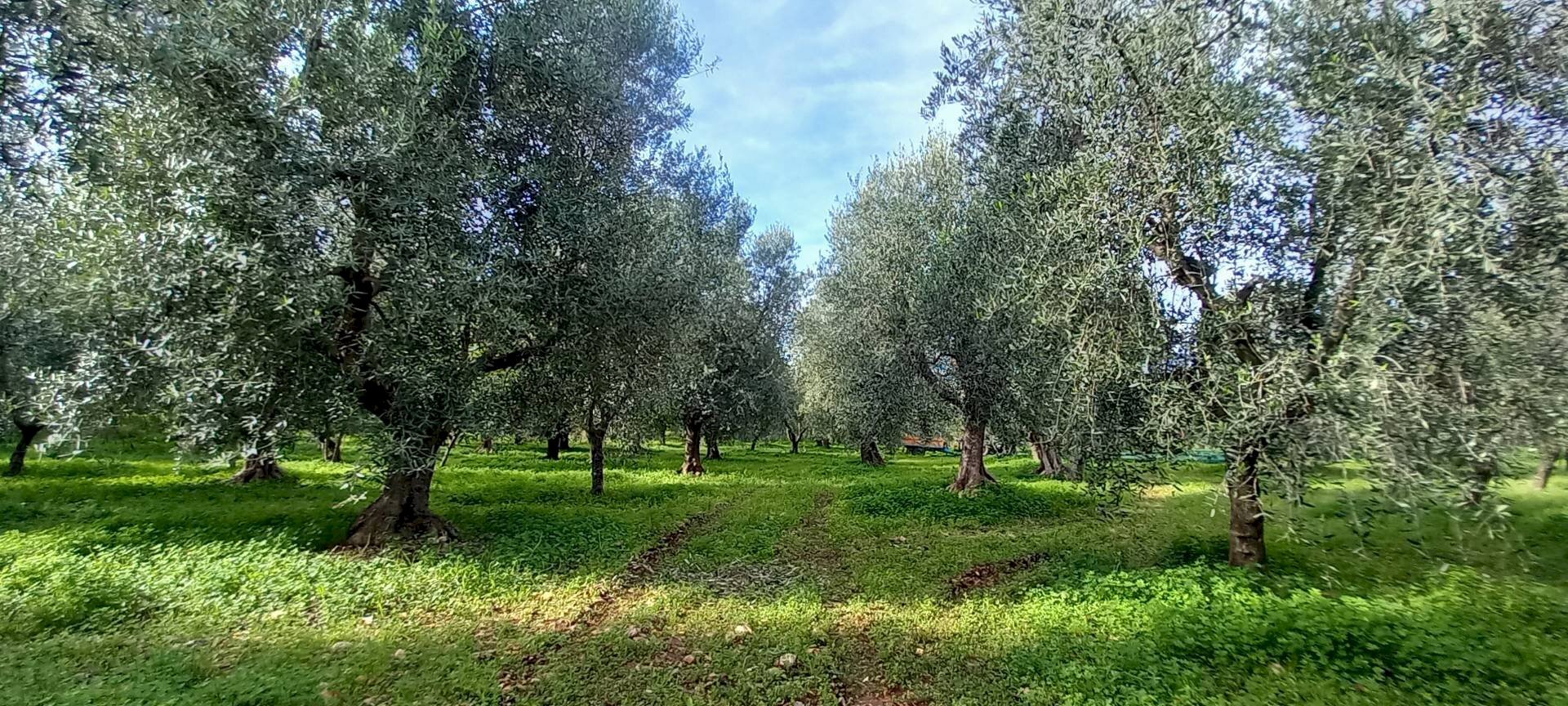 Terreno agricolo Contrada PIANO d'ERCOLE, Ischitella - foto 1