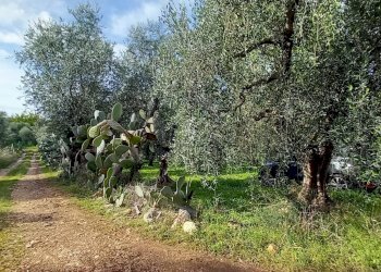 Terreno agricolo Contrada PIANO d'ERCOLE, Ischitella - foto 5