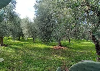 Terreno agricolo Contrada PIANO d'ERCOLE, Ischitella - foto 6