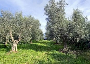 Terreno agricolo Contrada PIANO d'ERCOLE, Ischitella - foto 8
