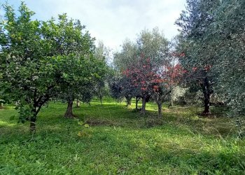 Terreno agricolo Contrada PIANO d'ERCOLE, Ischitella - foto 11