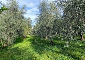 Terreno agricolo Contrada PIANO d'ERCOLE, Ischitella - foto 13
