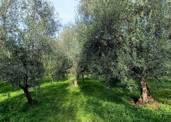 Terreno agricolo Contrada PIANO d'ERCOLE, Ischitella - foto 14
