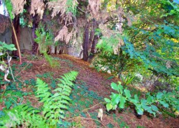 Terreno - Villa Cassano Magnago - photo 44