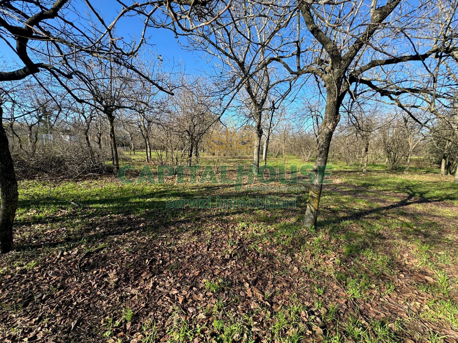 Terreno agricolo Saviano - foto 2
