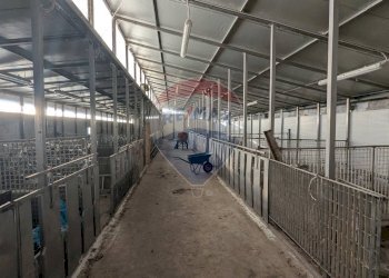 Agriturismo Piancogno - foto 16