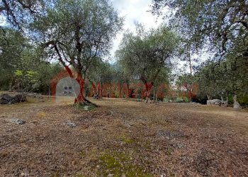 Terreno agricolo Contrada VALLONE DEI MULINI, Ischitella - foto 6