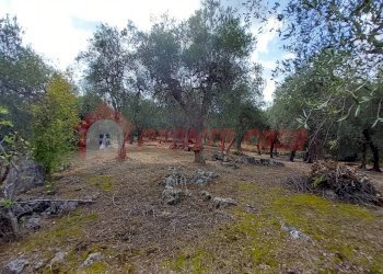 Terreno agricolo Contrada VALLONE DEI MULINI, Ischitella - foto 13