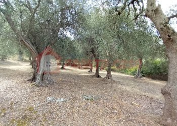 Terreno agricolo Contrada VALLONE DEI MULINI, Ischitella - foto 15