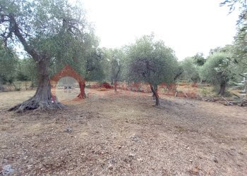 Terreno agricolo Contrada VALLONE DEI MULINI, Ischitella - foto 16