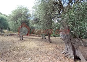 Terreno agricolo Contrada VALLONE DEI MULINI, Ischitella - foto 17