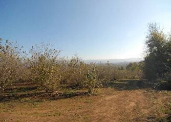 Casale Carrù - foto 4