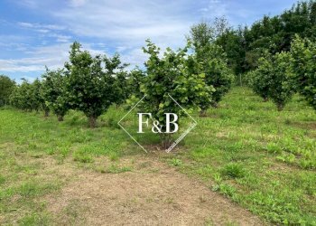 Terreno edificabile vi Portanuova Castino                                                                                               WhatsApp, Castino - foto 10