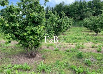 Terreno edificabile vi Portanuova Castino                                                                                               WhatsApp, Castino - foto 12