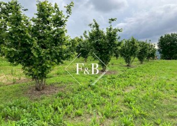 Terreno edificabile vi Portanuova Castino                                                                                               WhatsApp, Castino - foto 18