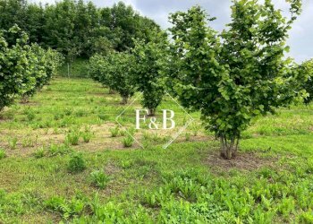 Terreno edificabile vi Portanuova Castino                                                                                               WhatsApp, Castino - foto 19