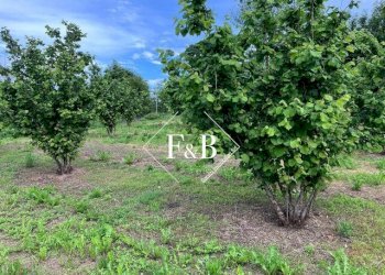 Terreno edificabile vi Portanuova Castino                                                                                               WhatsApp, Castino - foto 21