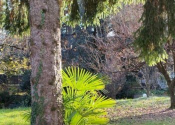 Terreno - Terreno edificabile via Carlo Goldoni, Varese - foto 5