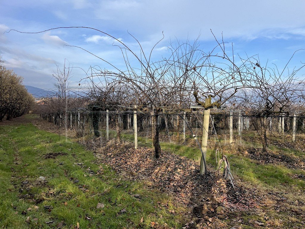 Agricultural land Bibiana - photo 2