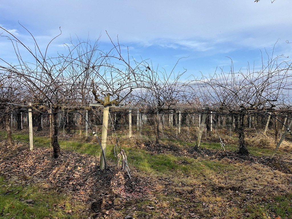 Agricultural land Bibiana - photo 3