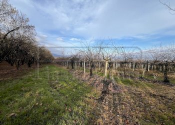 Agricultural land Bibiana - photo 1