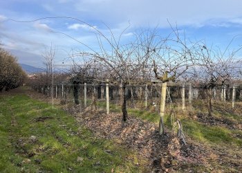 Agricultural land Bibiana - photo 2