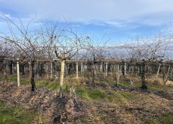 Agricultural land Bibiana - photo 3