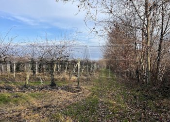 Agricultural land Bibiana - photo 4