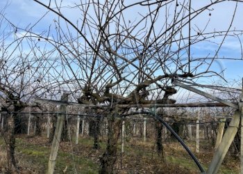 Agricultural land Bibiana - photo 6