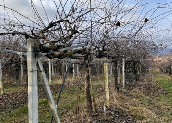 Agricultural land Bibiana - photo 7