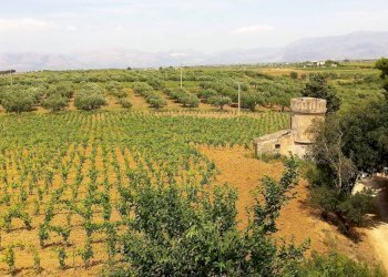 Dettagli - Rustico contrada Valle Nuccio, Alcamo - foto 23