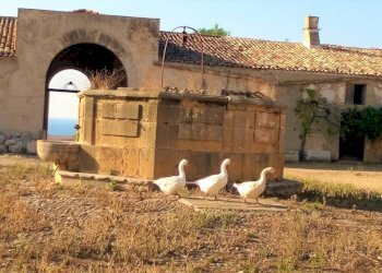 Dettagli - Rustico contrada Valle Nuccio, Alcamo - foto 24