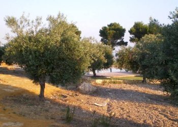 Dettagli - Rustic SP79, Menfi - photo 29