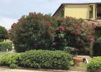 Appartamento in Villa Gabicce Mare - foto 2