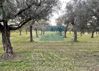 Terreno agricolo C.da  Carancino, Siracusa - foto 2