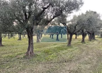 Terreno agricolo C.da  Carancino, Siracusa - foto 3