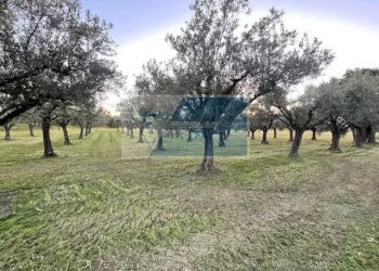 Terreno agricolo C.da  Carancino, Siracusa - foto 4
