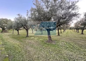 Terreno agricolo C.da  Carancino, Siracusa - foto 5
