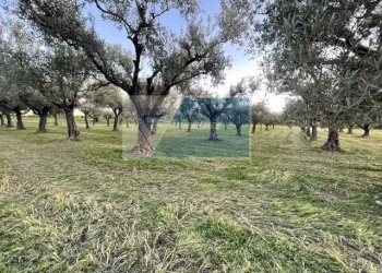 Terreno agricolo C.da  Carancino, Siracusa - foto 8