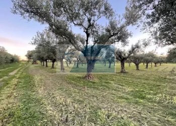 Terreno agricolo C.da  Carancino, Siracusa - foto 9