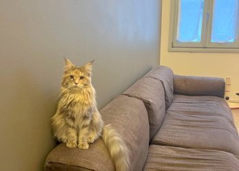 Trilocale Mantova - foto 6