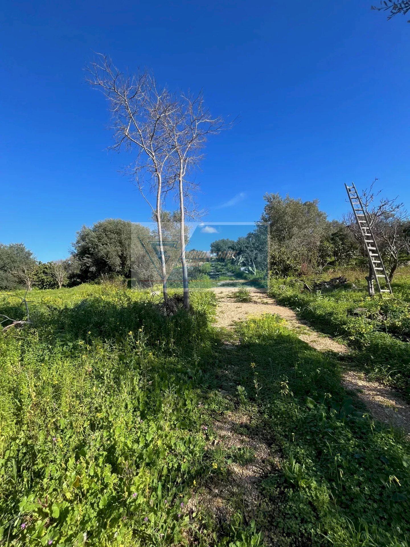 Terreno agricolo Trav. Mulino Marino, Siracusa - foto 2