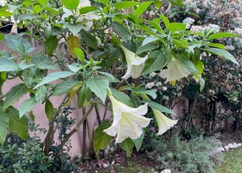 Giardino - Bilocale via Giuseppe Lugli, 43, Roma (zona Lido di Ostia) - foto 32