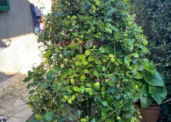 Rustico Scansano - foto 5